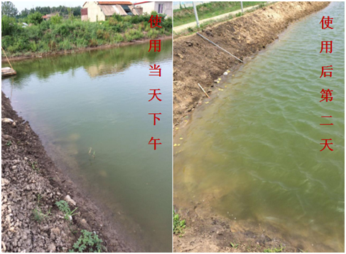 肥水困難、藻類缺乏處理前后效果